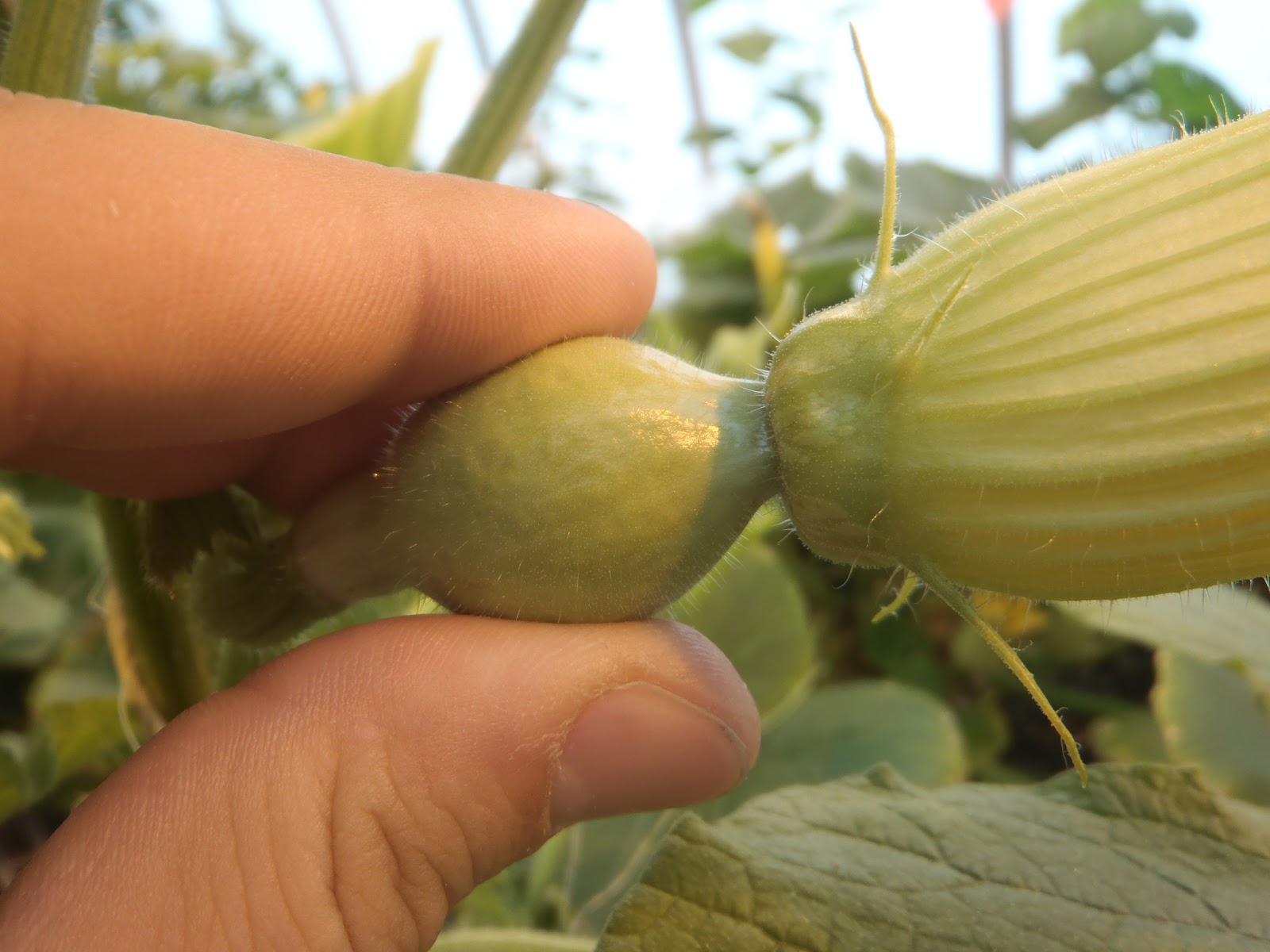 Have You Ever Picked A Carrot?: Fun with Flowers: The art of squash ...