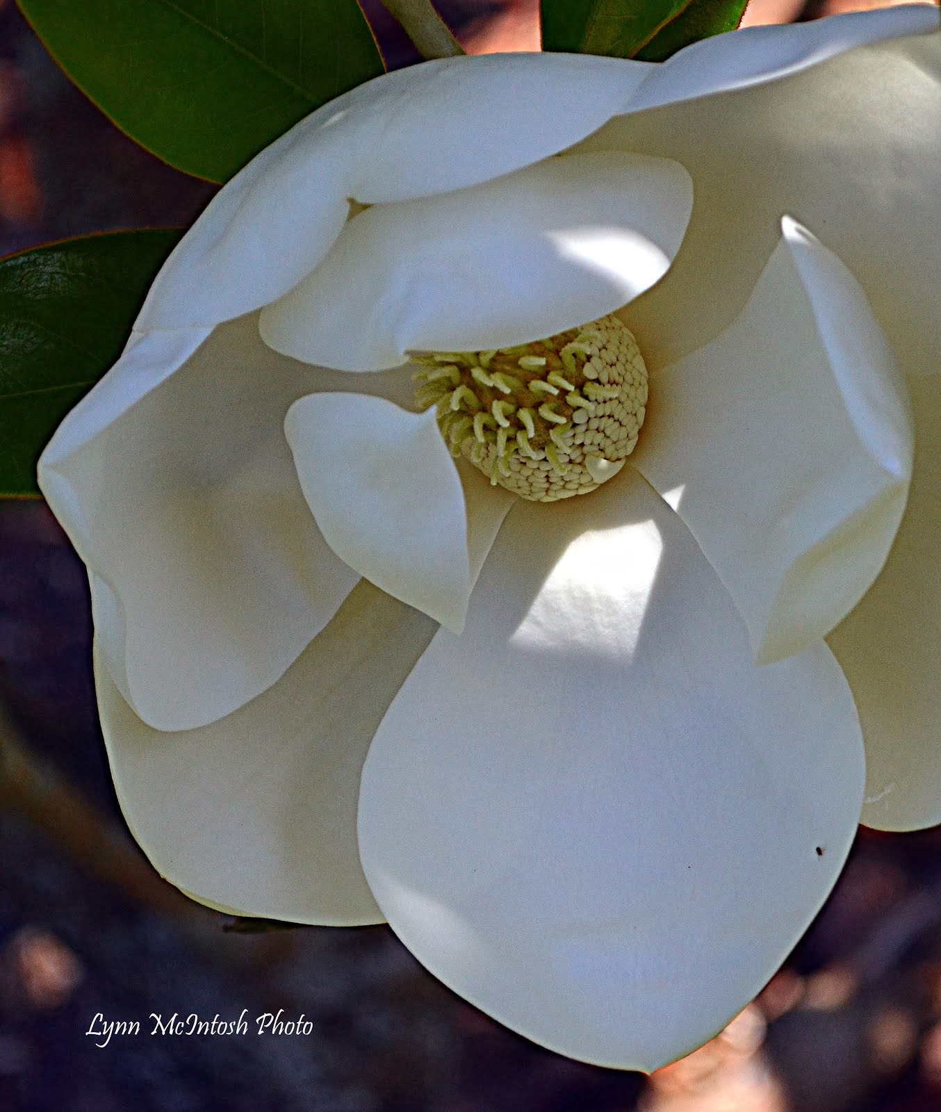 Magnolia