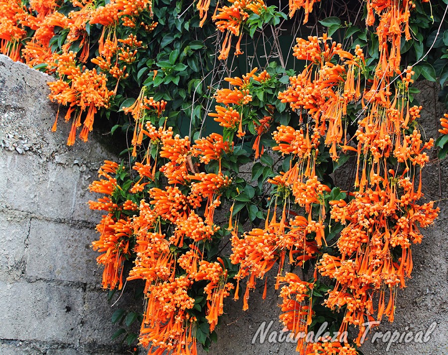 Planta trepadora ideal para cubrir vallas; en este caso cubre una pared. Pyrostegia venusta, Liana de Llama.