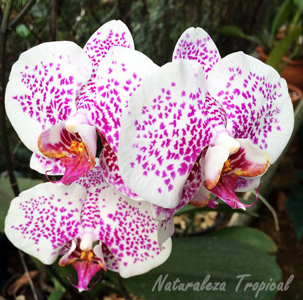Flores de una especie del género Phalaenopsis, Orquídeas Mariposas