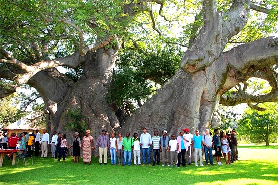 Baobá gigante virou bar - A maior árvore do mundo
