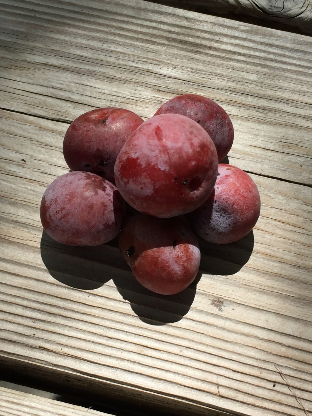 Lifelong learning The third degree Camp Plum!