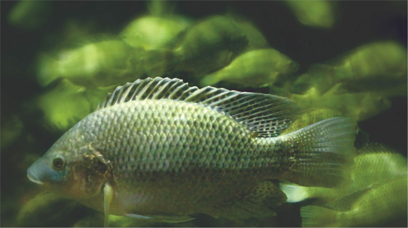 Peixe | Aspectos Biológicos dos Peixes