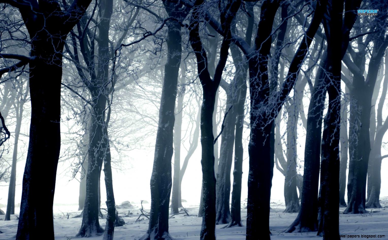 25 Dark forest in winter wallpaper Photography  Forest In Winter