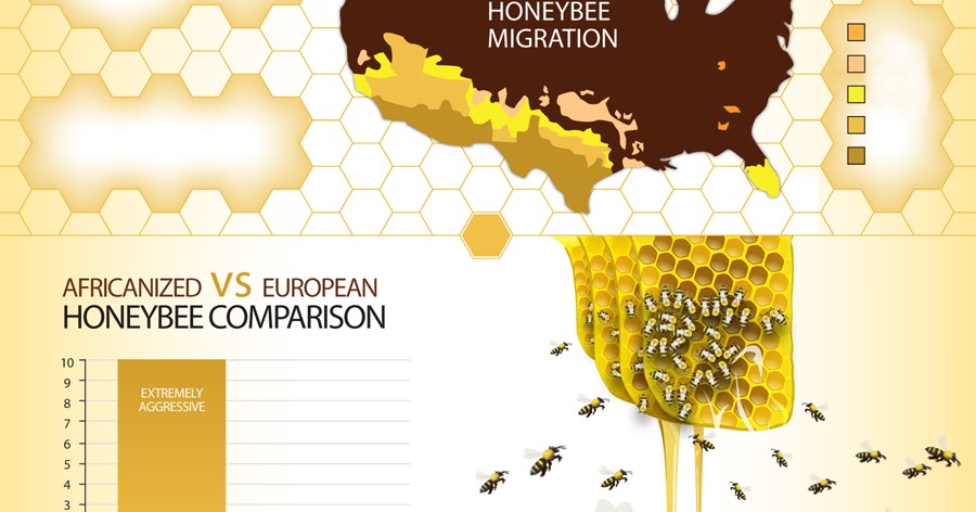 La Familia de la Apicultura The - Bee Infographic Map 2013 