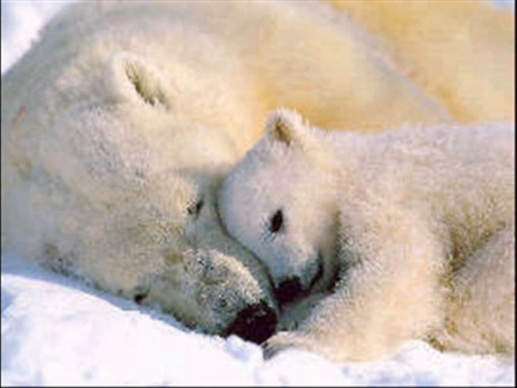 Encyclopaedia of Babies of Beautiful Wild Animals: The Polar Bear Cub