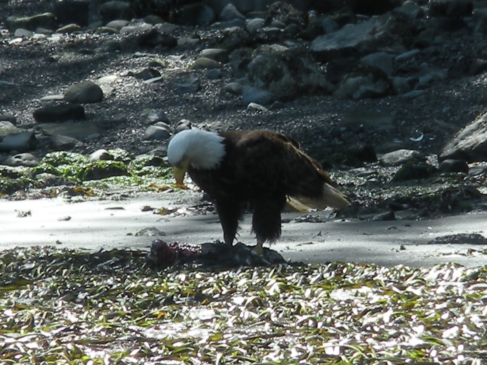 Hiking Oregon Mayne Island Kayak Adventure Guest Blog