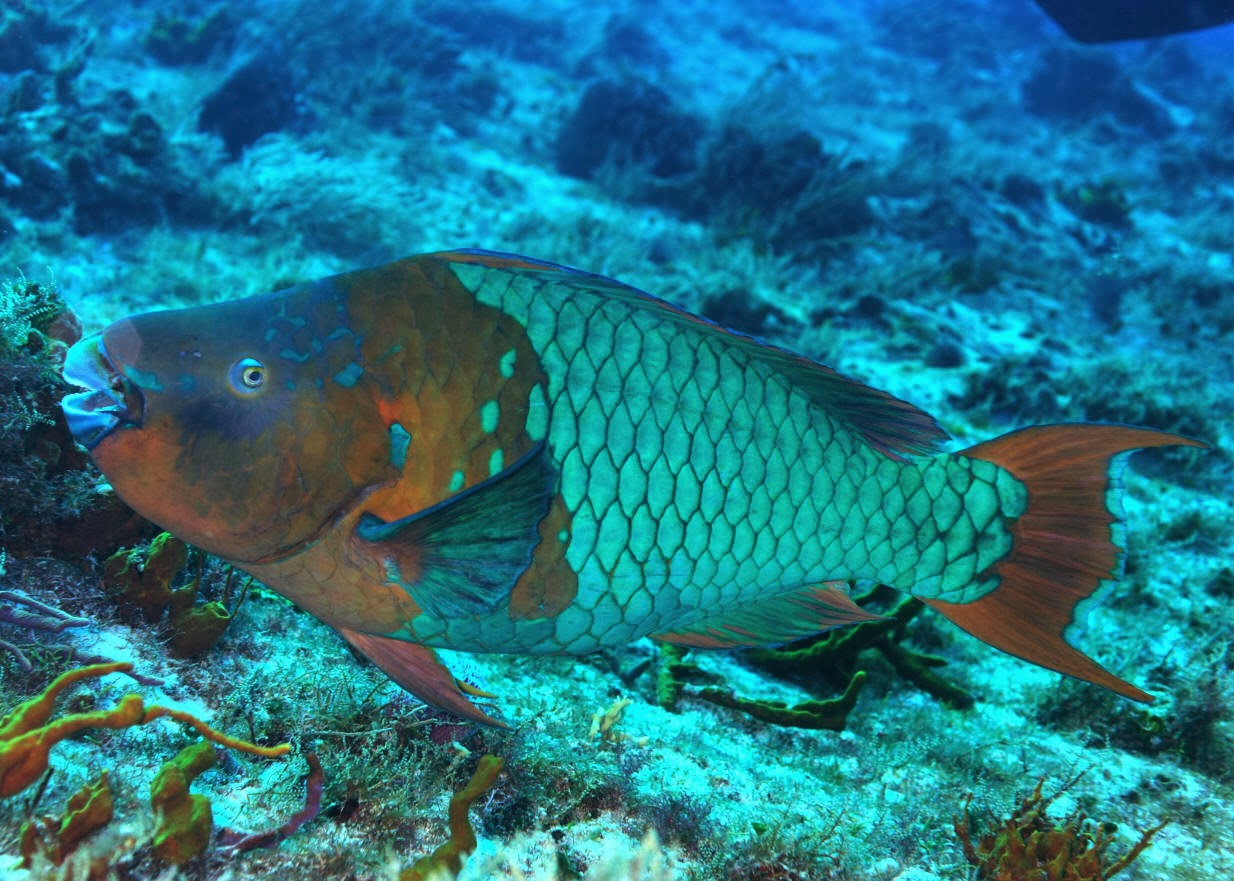 fish share: GAMBAR IKAN HIAS Rainbow Parrot 6