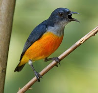 Download dan Dengarkan 3 Jenis Suara Burung Cabai Download dan Dengarkan 3 Jenis Suara Burung Cabai