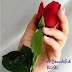 A Beautiful Rose For My Lovely Friend | Romantic Rose Quote For Valentine