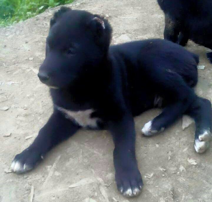 Tangkhul Hui Hunting Dog Breed Guide Manipur Local Dog