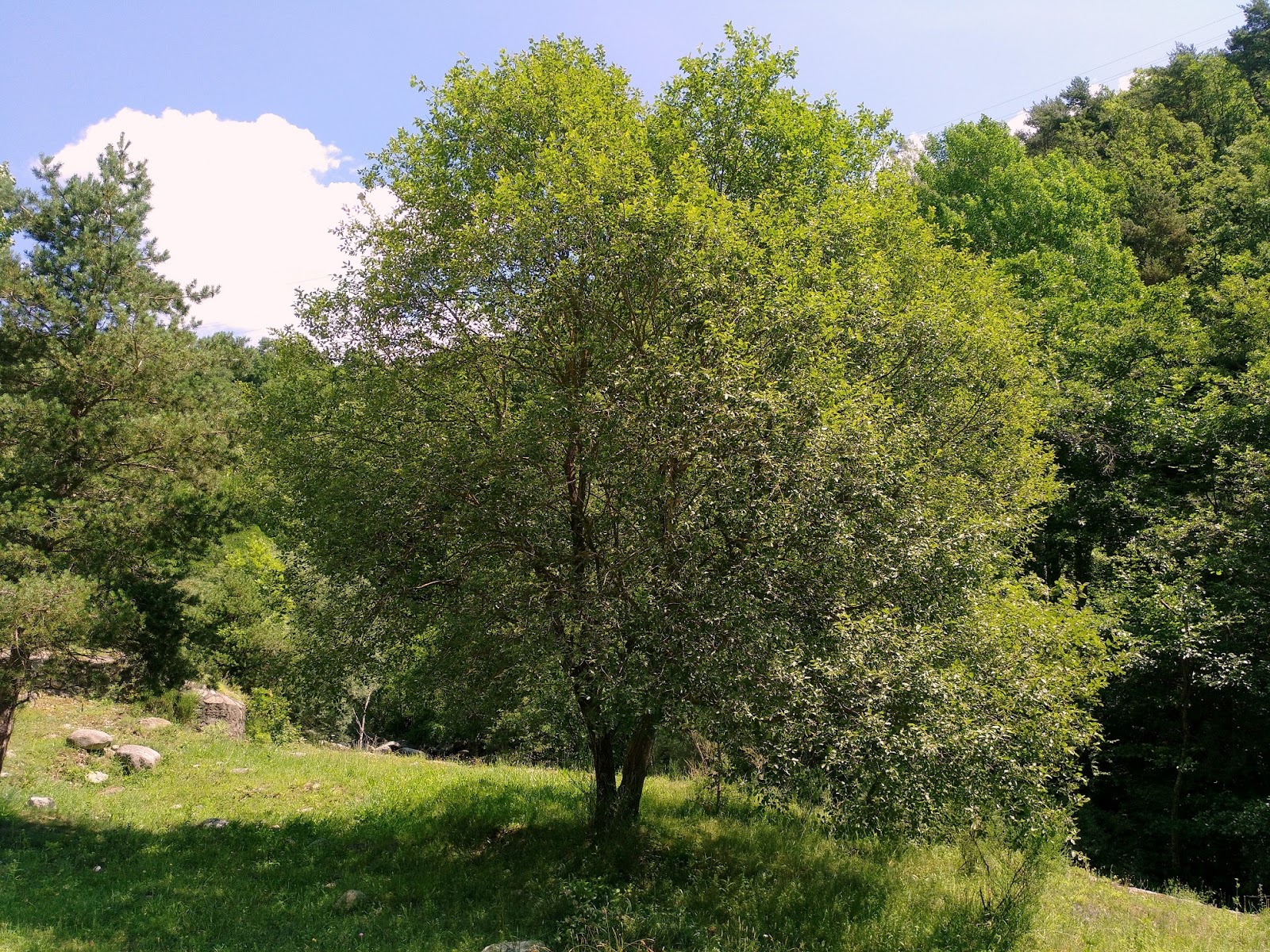 Árboles con alma Sauce cabruno. Gatell. (Salix caprea)