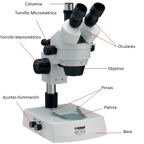esquema de microscopio estereoscopico