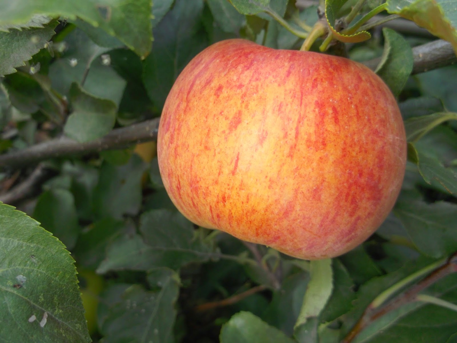 Сорт яблони медуница отзывы