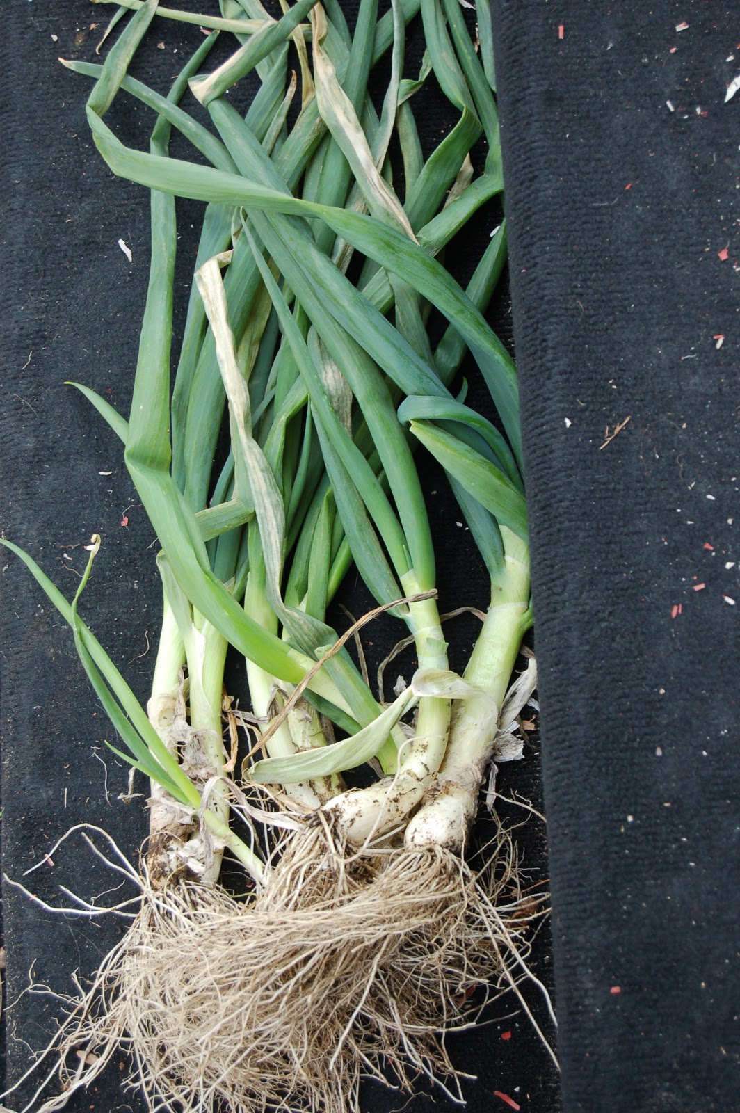 Midwestern Garden Evergreen Bunching OnionsDecember 20th Planting
