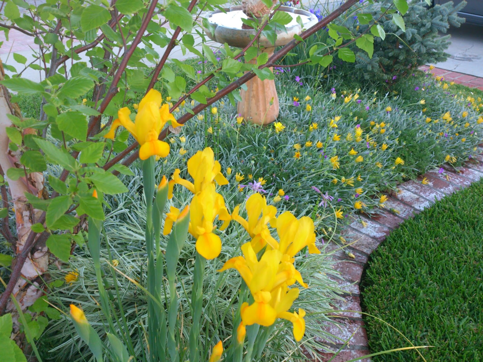 Sunny Simple Life Yellow