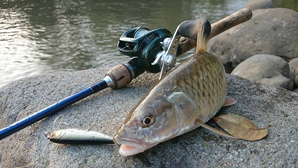 Nikmati Keseruan Mancing Casting Ikan Sepat di Sawah Secara Liar Nikmati Keseruan Mancing Casting Ikan Sepat di Sawah Secara Liar
