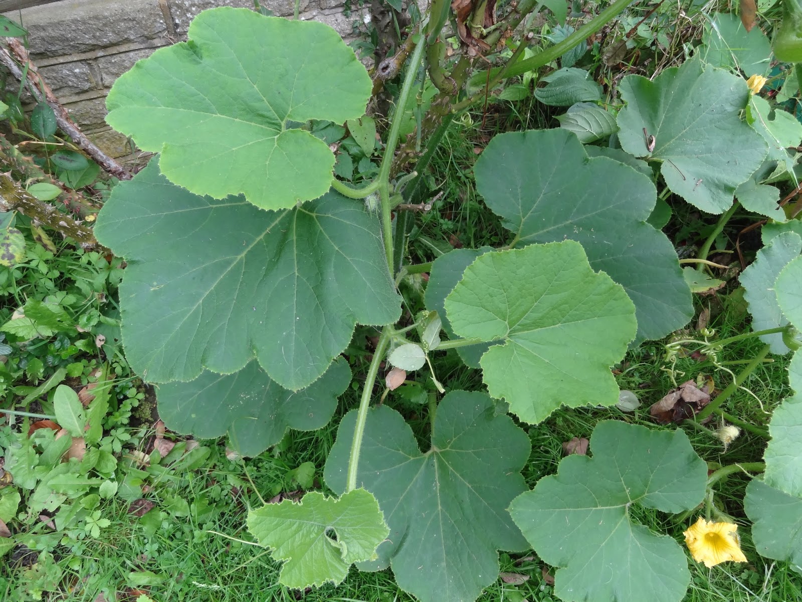 down-on-the-allotment-eating-pumpkin-leaves