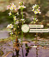 VIOLETA DE AGUA - Water violet - Hotonia palustris