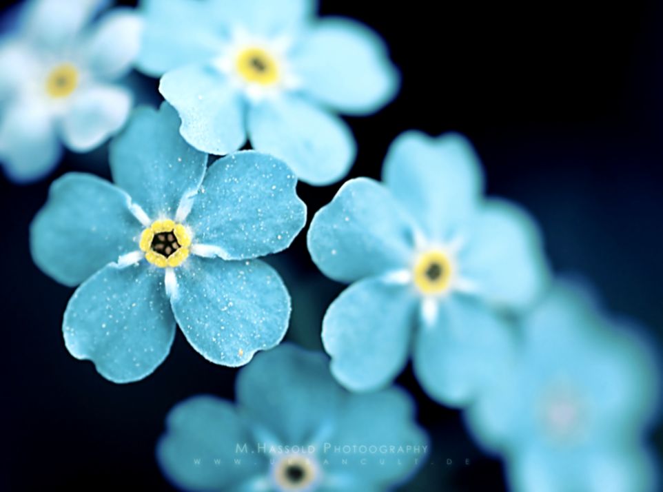 Pretty Screensavers Flowers Wallpapers Quality