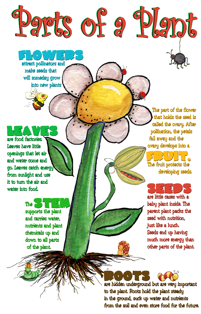 Plant Worksheet With Plant Parts