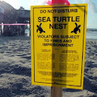 Number Of Green Sea Turtle Nests Hits Record High In Florida