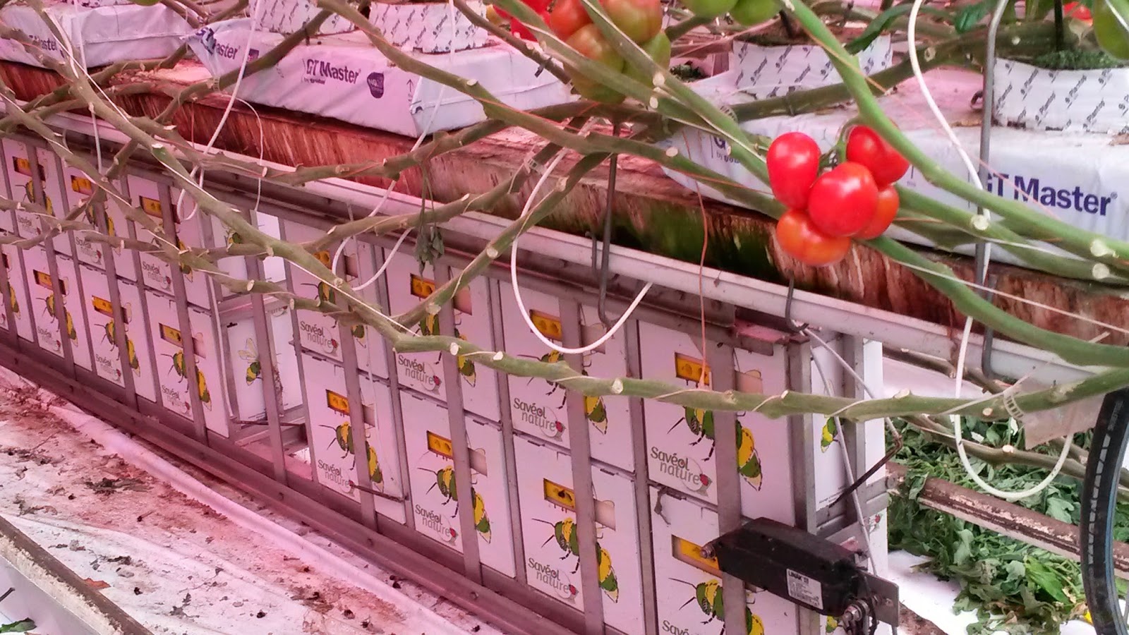 La Prairie Habitée (et autres paysages)