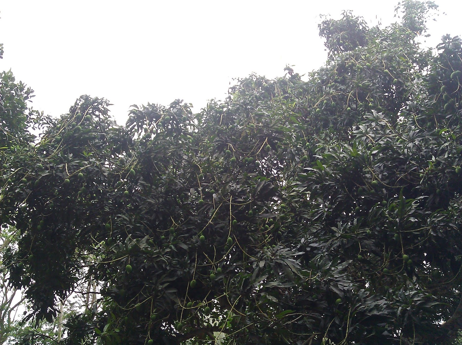 images photo 2011 LunaPic Free Online Photo Editor Blend two Images