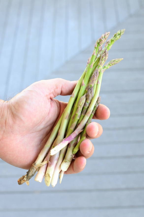 How To Plant Asparagus Root Crowns in Containers 17 Apart