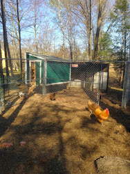 chicken coop fence chain link side