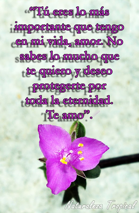 Tú eres lo más importante que tengo en mi vida, amor. No sabes lo mucho que te quiero y deseo protegerte por toda la eternidad. Te amo.