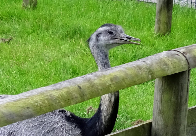 Golders Hill Park_bird