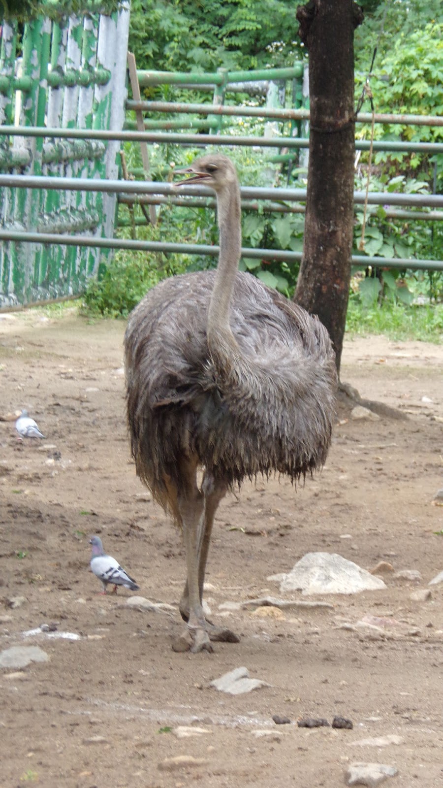 The Staffords in Korea: Seoul Grand Park Zoo Animals