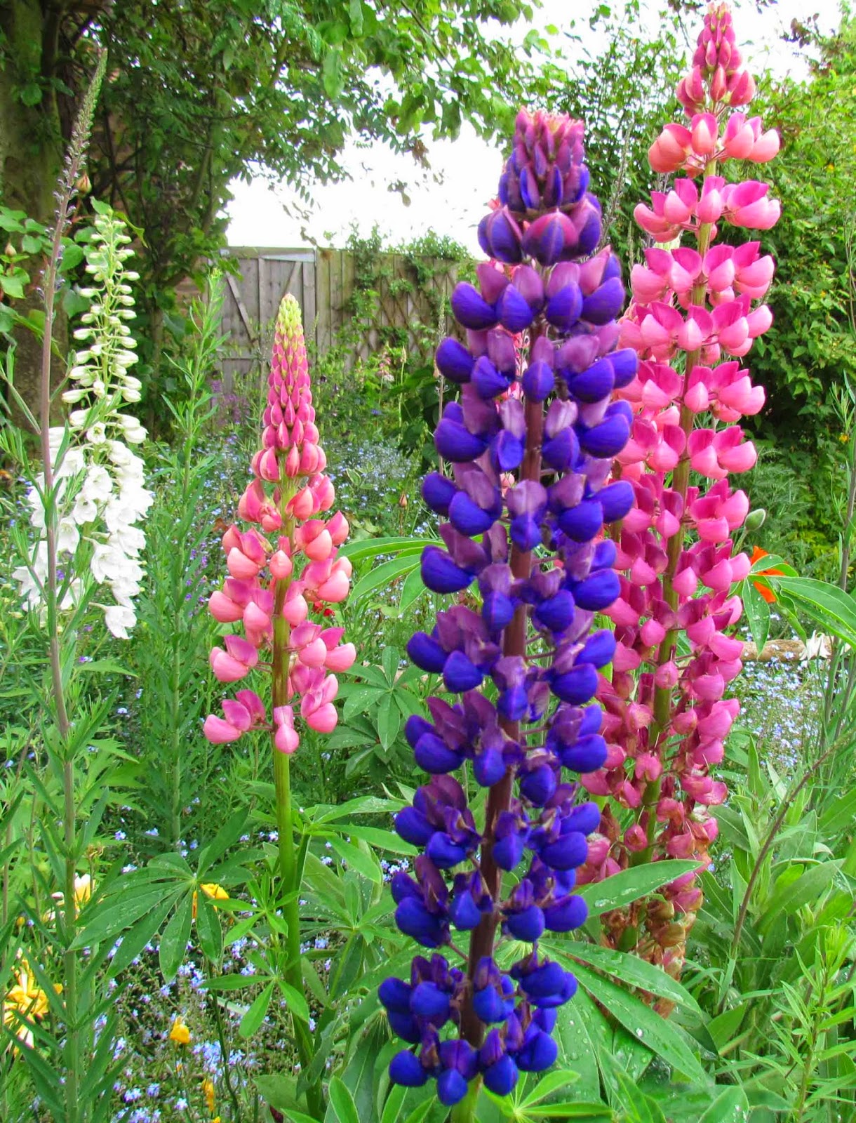 Woodlouse House Lupins