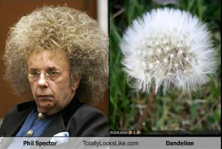 funny hair dandelon