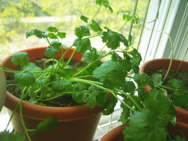 Chicagoland Greenery: Indoor Garden Update