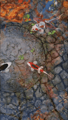 魚池動態桌布(Fish Pond) 在手機桌面放個錦鯉魚池