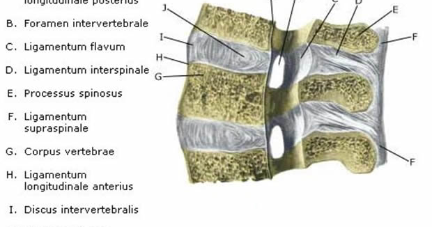 Erector Spinae Ligamentum
