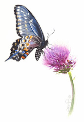 butterfly watercolor thistle canada contemporary realism instructional