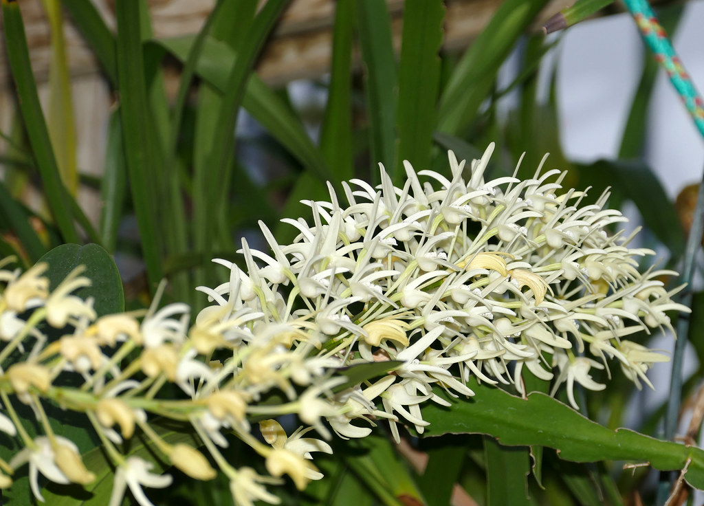 Dendrobium speciosum orchid plant care and culture Travaldo's blog