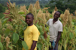 Amaranthus