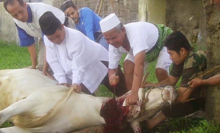 AQUR28 (AQIQAH & QURBAN): TENTANG QURBAN