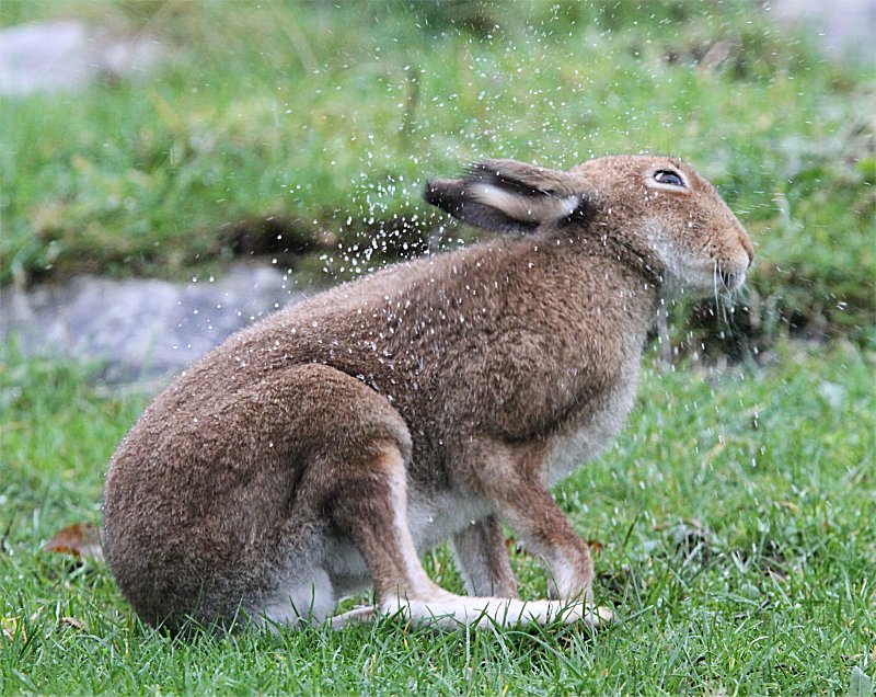 Murfs Wildlife : Irish Hare