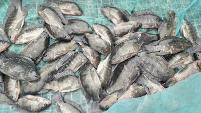Aquaculture cage fish Nile Tilapia (Oreochromis niloticus) collected from a local cage farm.