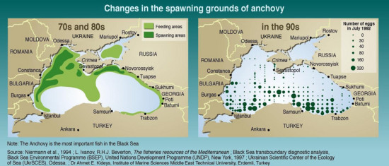 Pollution Essay: The Dangers Of Overfishing