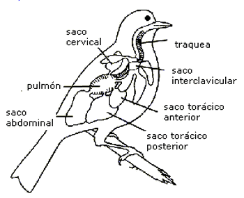 VERTEBRADOS: agosto 2011