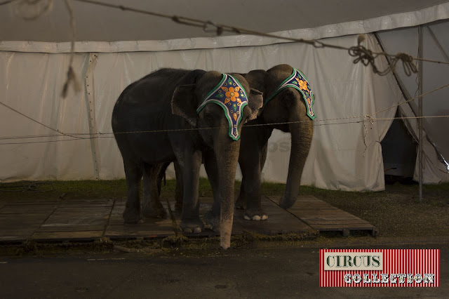 les éléphants de la famille Togni au cirque Arlette Gruss 