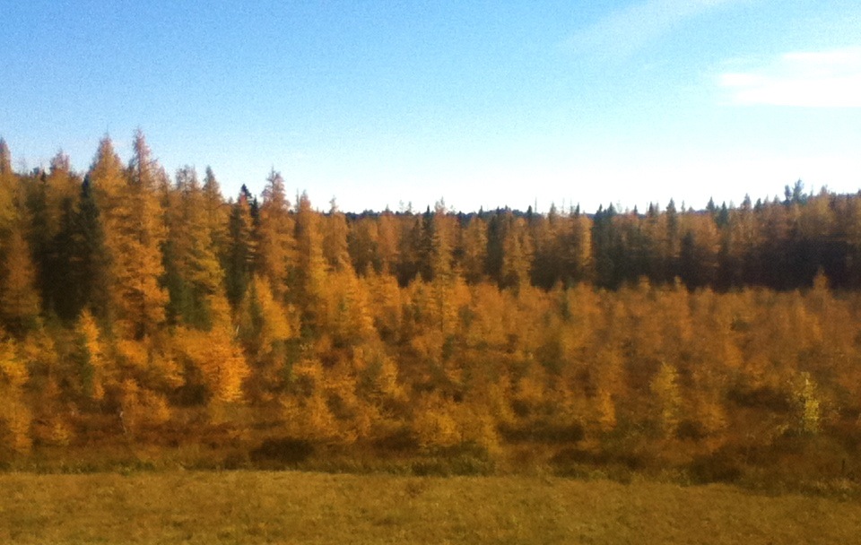 Fern Glen Inn Seasons and Reasons Golden Encore in the Almaguin