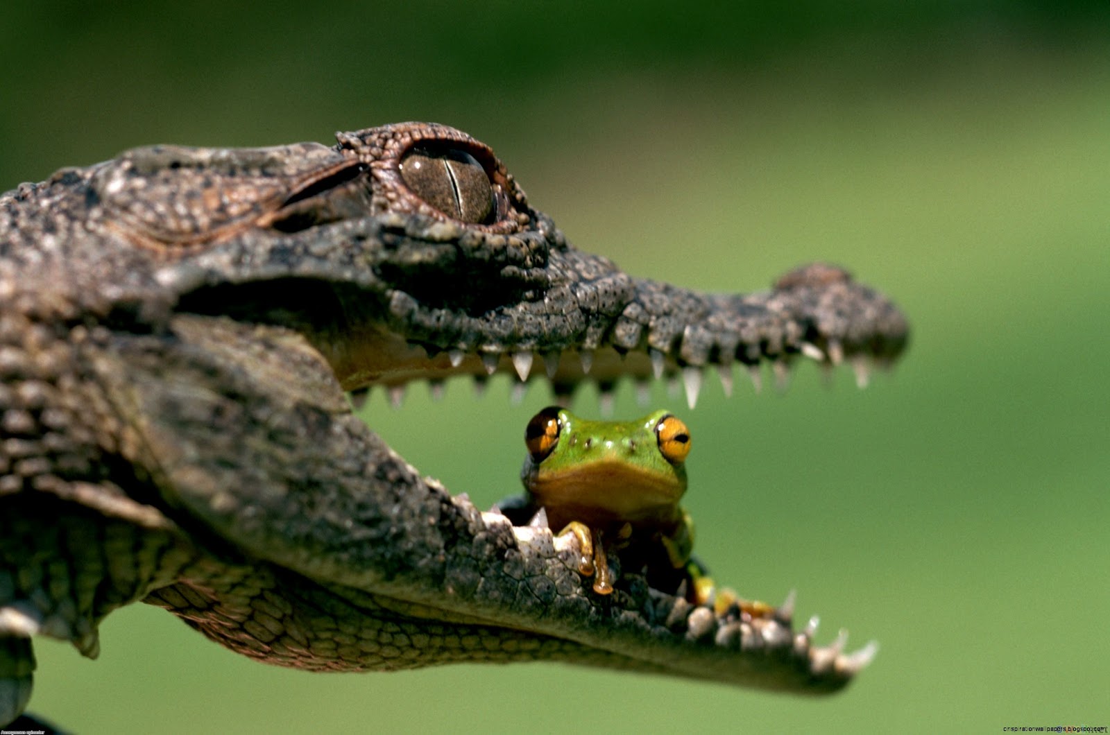 Crocodile Eating Frog