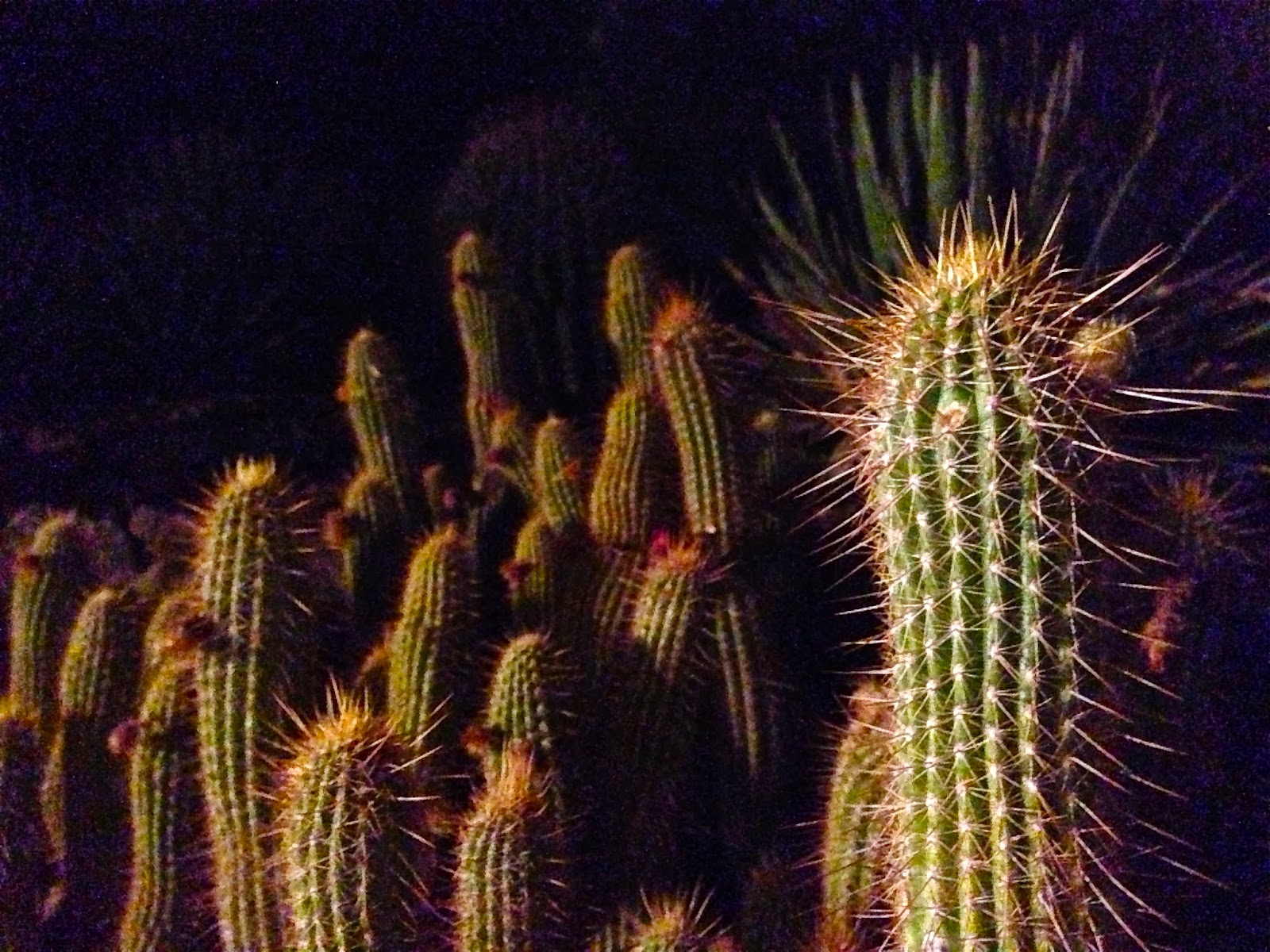 Scottsdale Daily Photo Photo Cacti at night